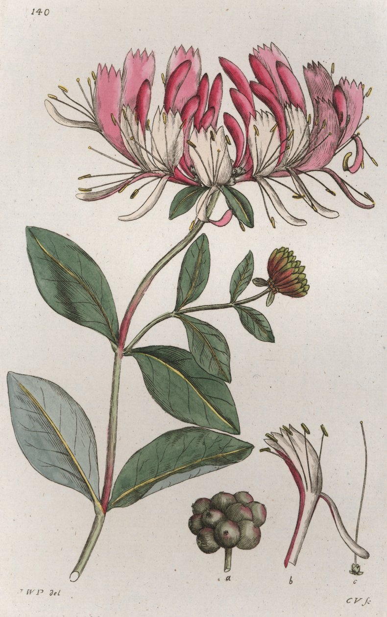 Hanımeli Lonicera periclymenum, 1804-1811 by Johan Wilhelm Palmstruch