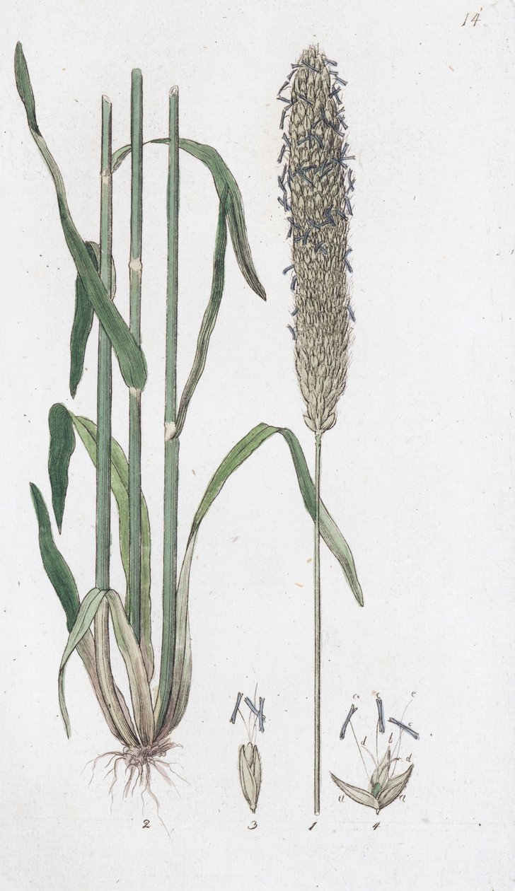 Çayır Tilki Kuyruğu Alopecurus pratensis, 1804-1811 by Johan Wilhelm Palmstruch