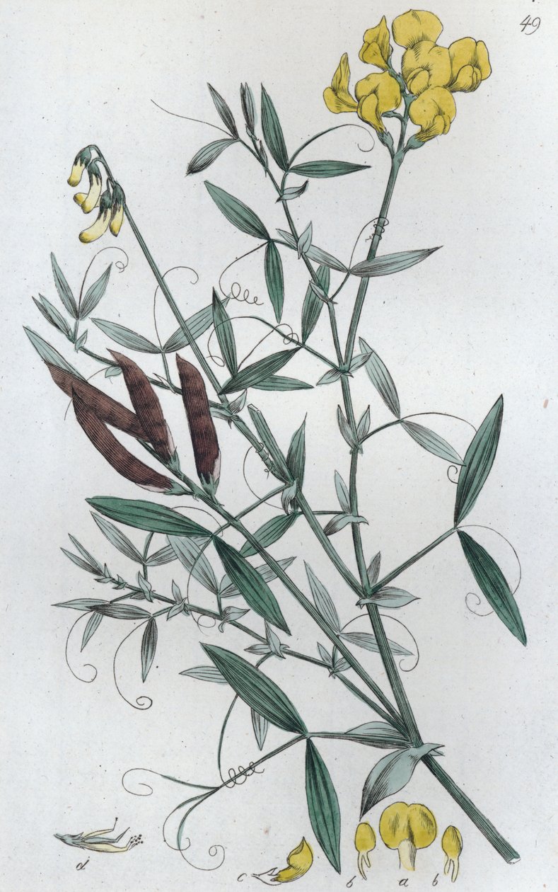 Çayır Vetchling Lathyrus pratensis, 1804-1811 by Johan Wilhelm Palmstruch