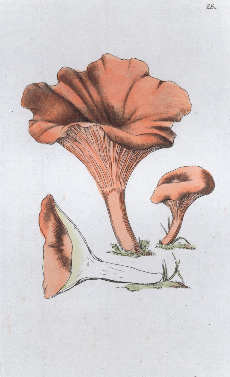 Merulius cantharellus, 1804-1811 by Johan Wilhelm Palmstruch
