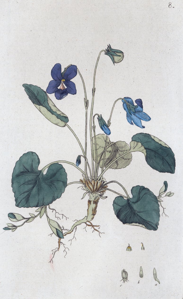Tatlı Menekşe Viola odorata, 1804-1811 by Johan Wilhelm Palmstruch