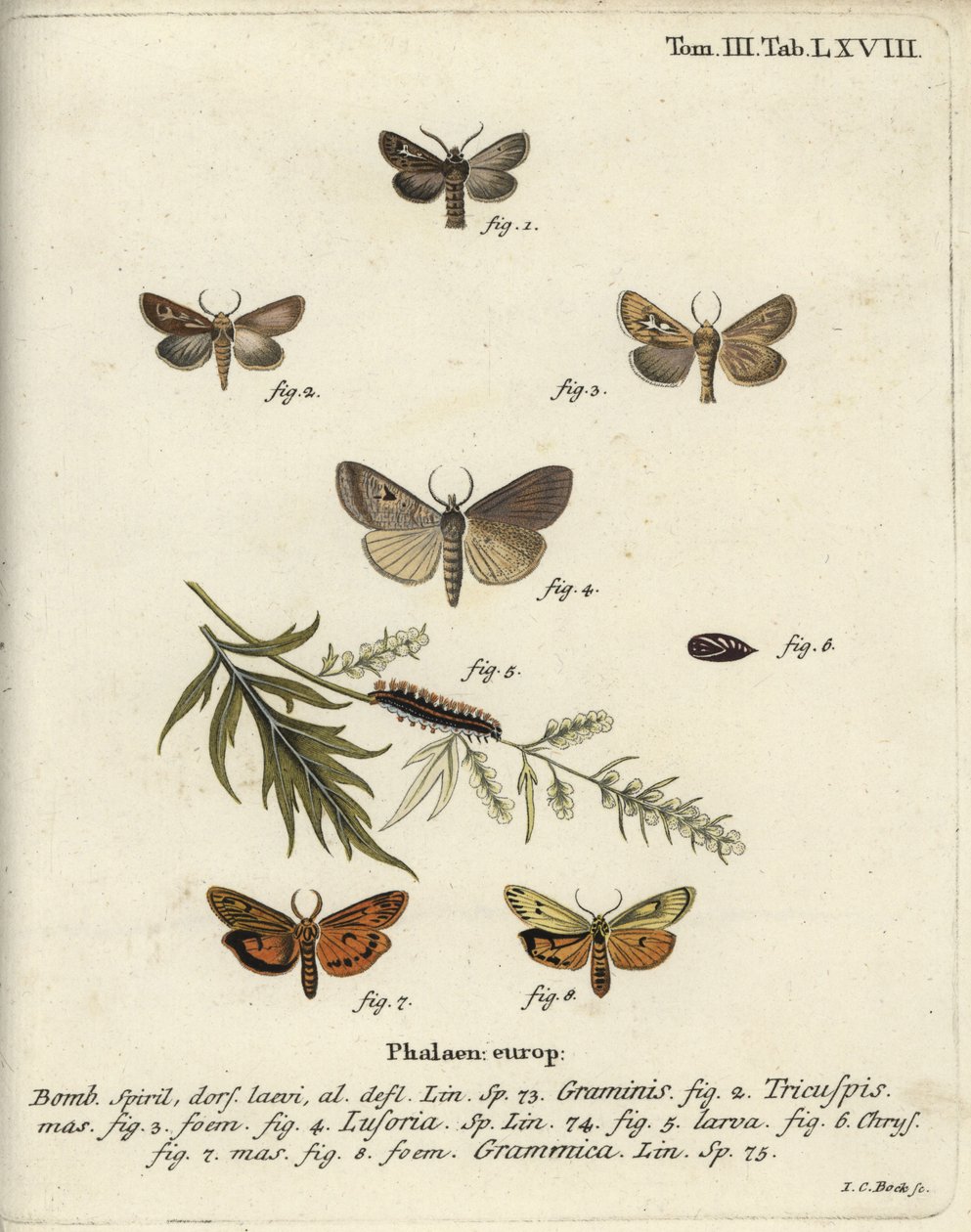 Boynuz güvesi, Lygephila lusoria ve tüylü uşak. by Johann Carl Bock