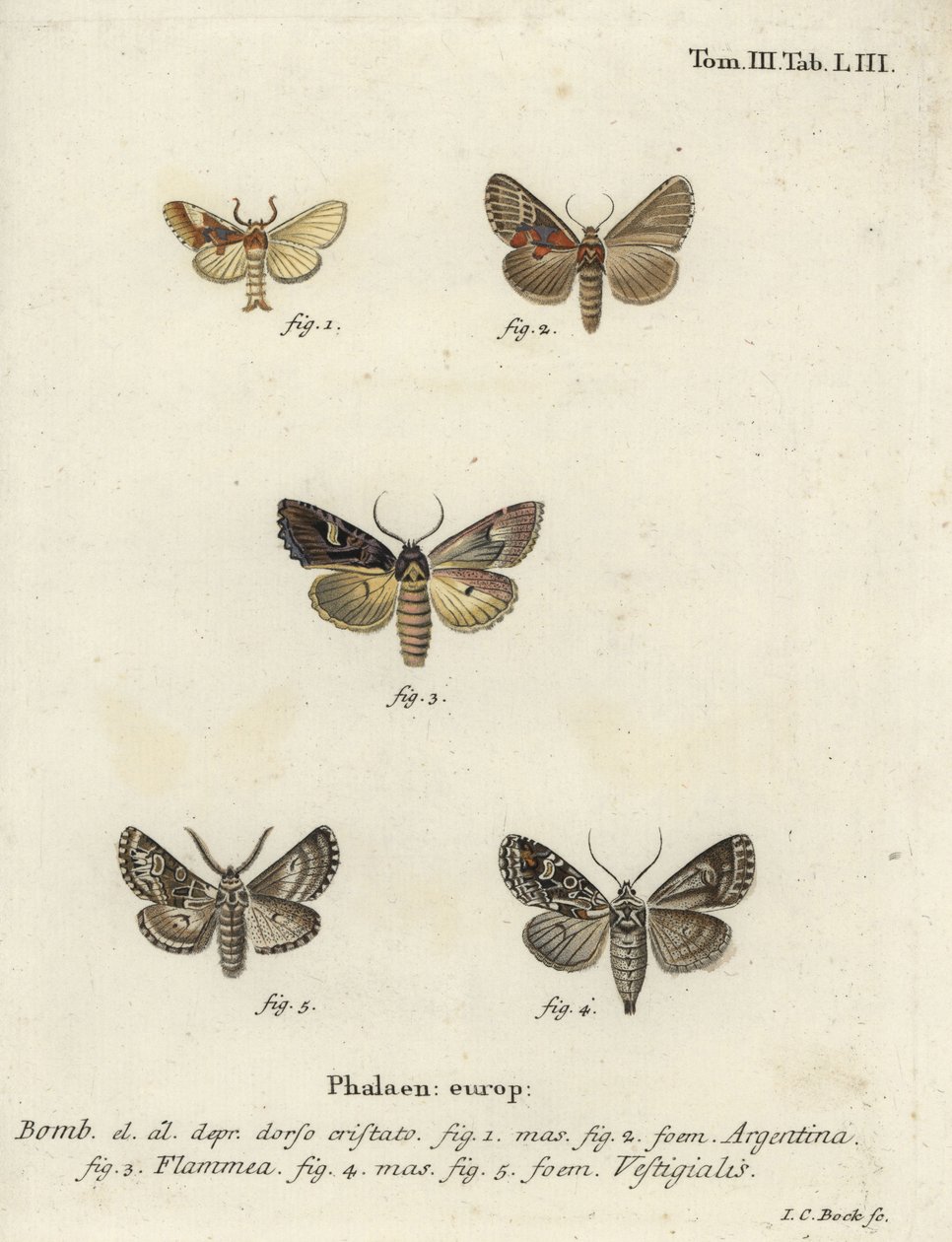 Arjantinli, alevli brokar ve okçu dartı. by Johann Carl Bock