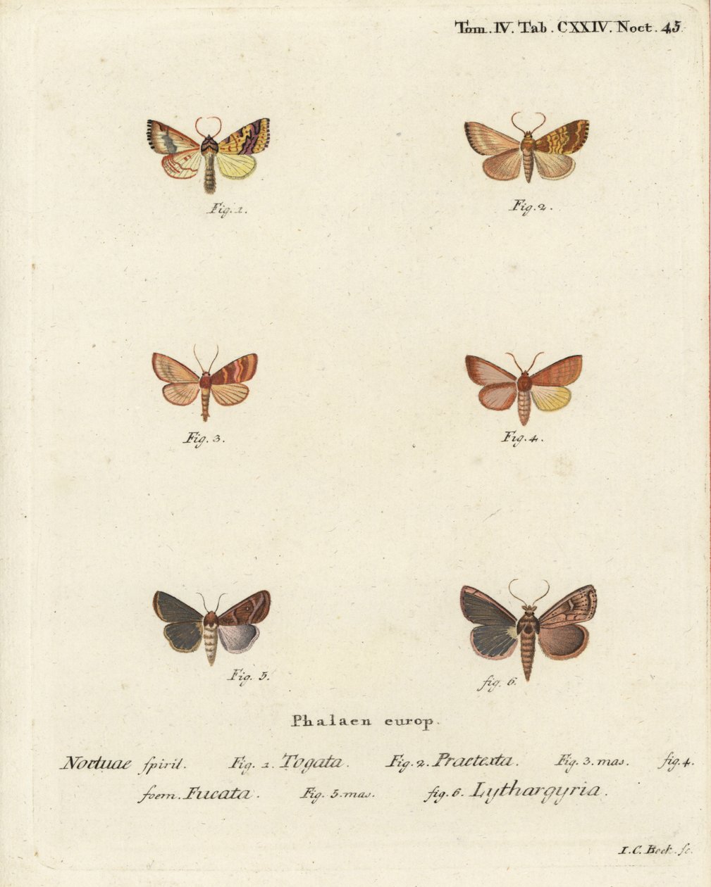 Çizgili solgun, Tileacea aurago 1-4 ve kil güvesi, Mythimna ferrago 5.6. Johann Carl Bock tarafından Eugenius Johann Christoph Esper