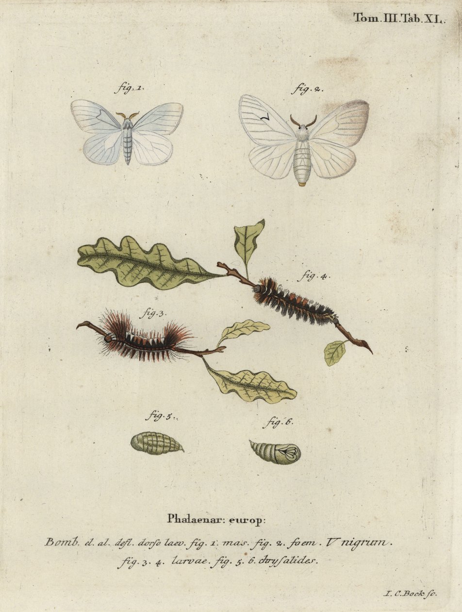 Siyah V Güve, Arcornis l-siyah. by Johann Carl Bock