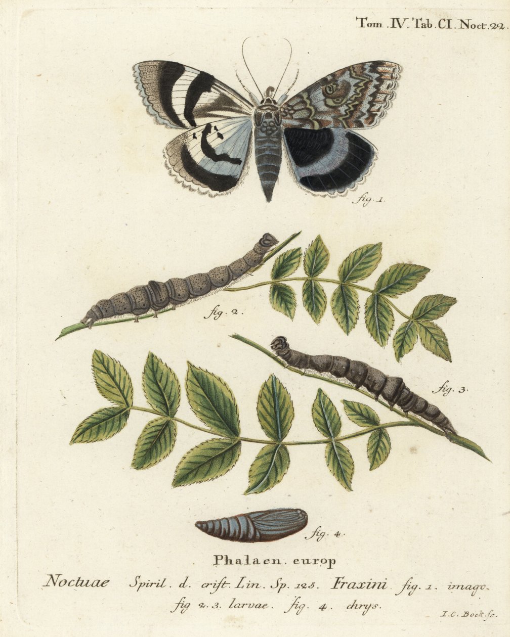 Mavi kanatlı güve veya Clifden nonpareil, Catocala fraxini. Johann Carl Bock tarafından Eugenius Johann Christoph Esper