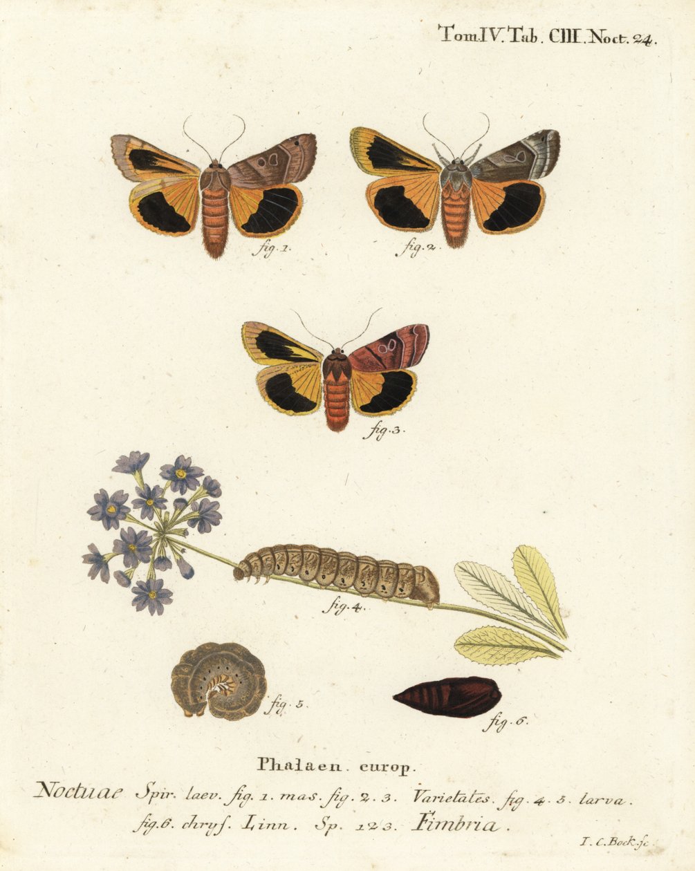 Geniş kenarlı sarı kanat altı, Noctua fimbriata. Johann Carl Bock tarafından Eugenius Johann Christoph Esper