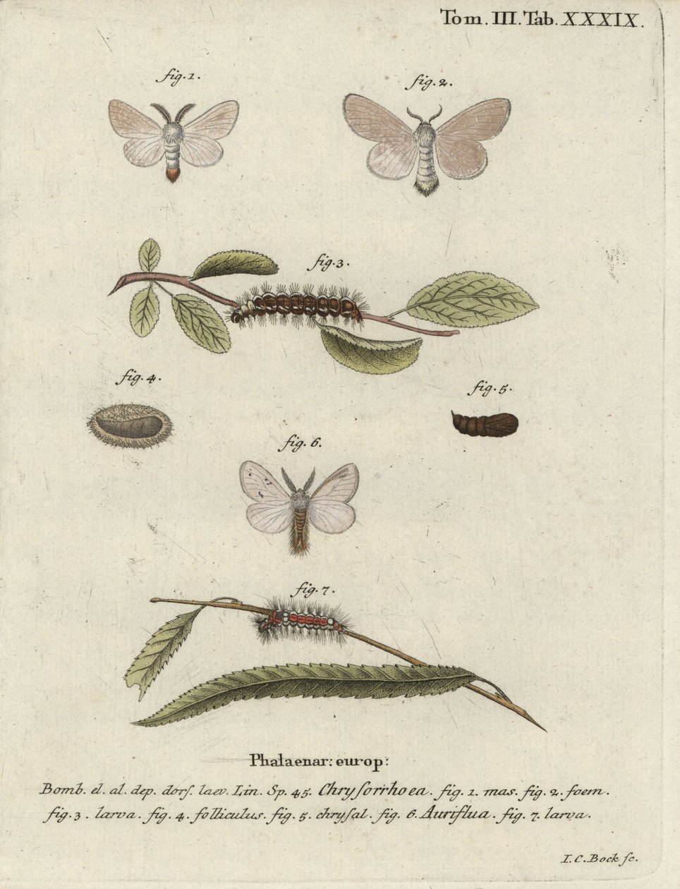 Kahverengi kuyruklu güve, Euproctis chrysorrhoea. by Johann Carl Bock