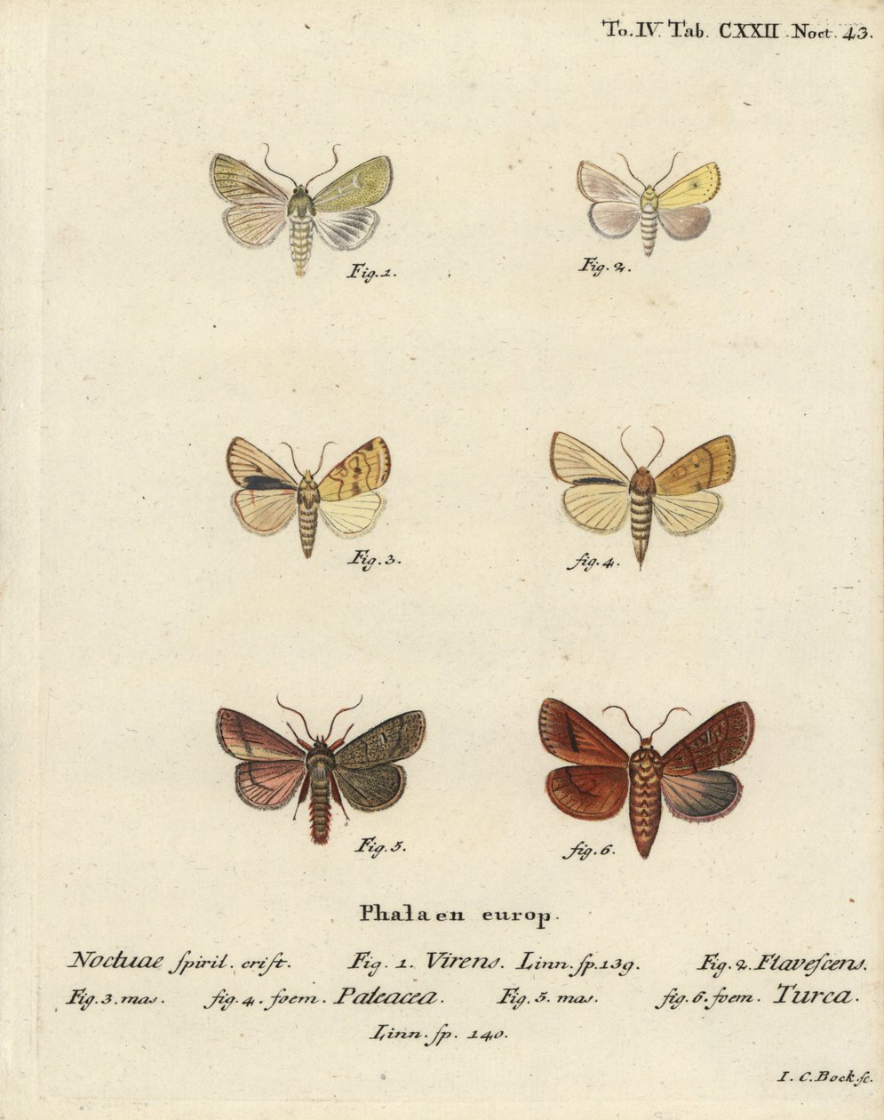 Burren yeşili, Calamia tridens 1, solgun, Xanthia icteritia 2, açılı çizgili solgun, Enargia paleacea 3,4 ve çift çizgi, Mythimna turca 5,6. Johann Carl Bock tarafından Eugenius Johann Christoph Esper