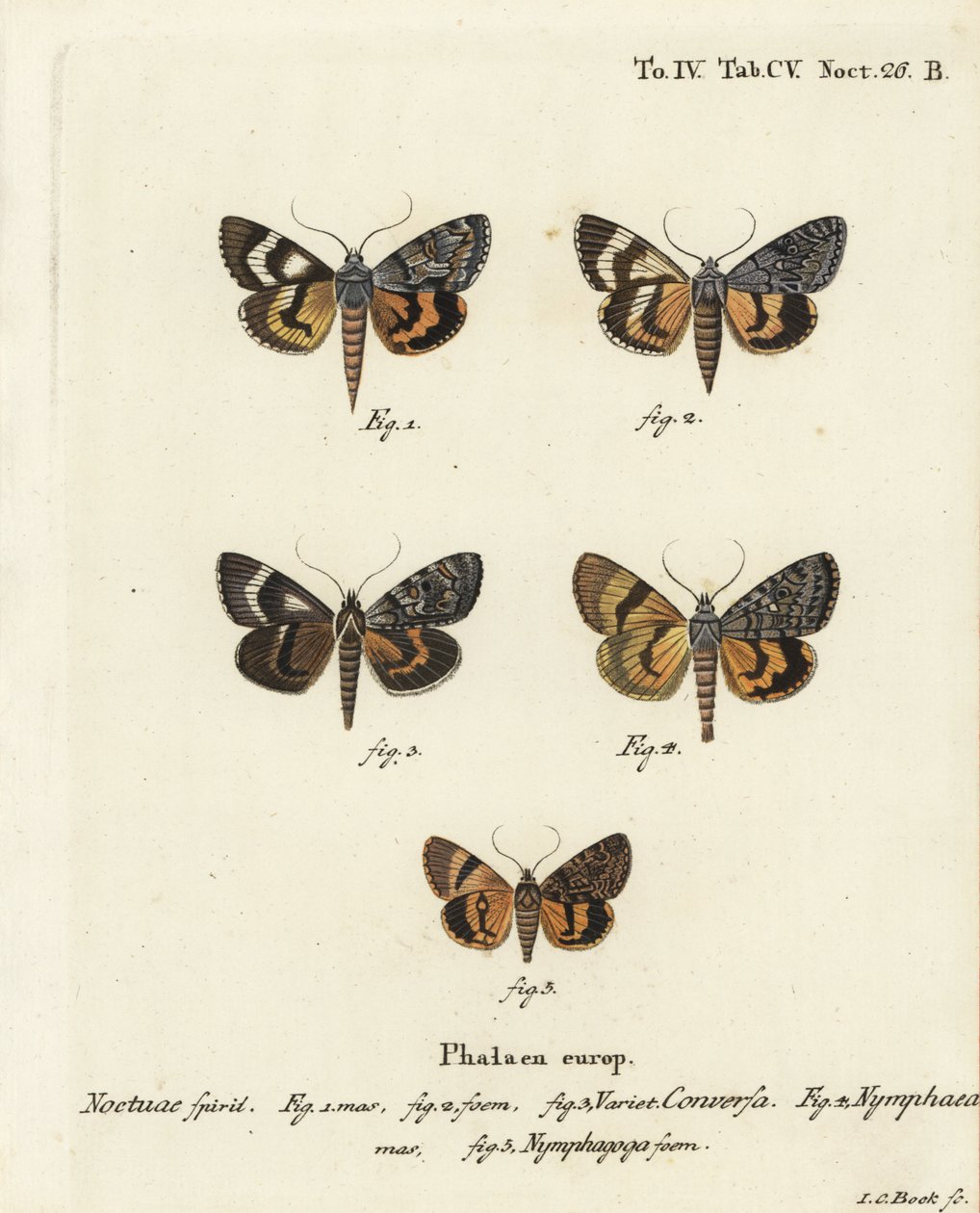 Catocala conversa 1-3, Catocala nymphaea 4 ve meşe sarısı underwing, Catocala nymphagoga 5. Johann Carl Bock tarafından Eugenius Johann Christoph Esper