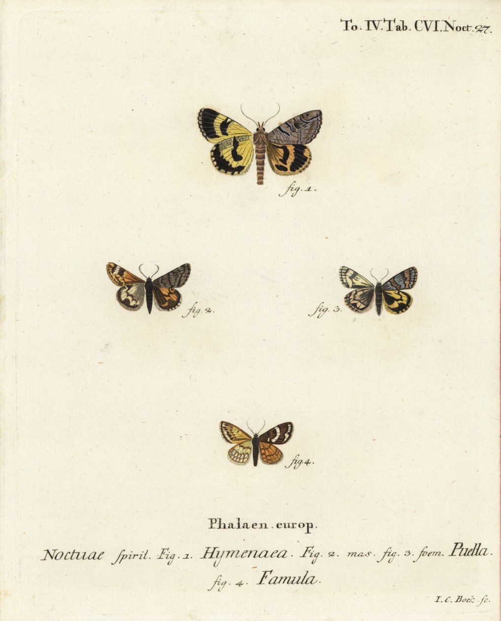 Catocala hymenaea 1, Amerila puella 2,3 ve Isturgia famula güveleri 4. Johann Carl Bock tarafından Eugenius Johann Christoph Esper