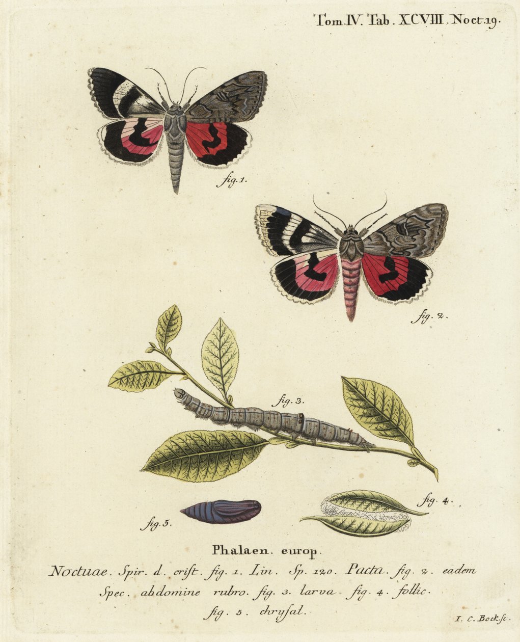 Catocala pacta güvesi. Johann Carl Bock tarafından Eugenius Johann Christoph Esper