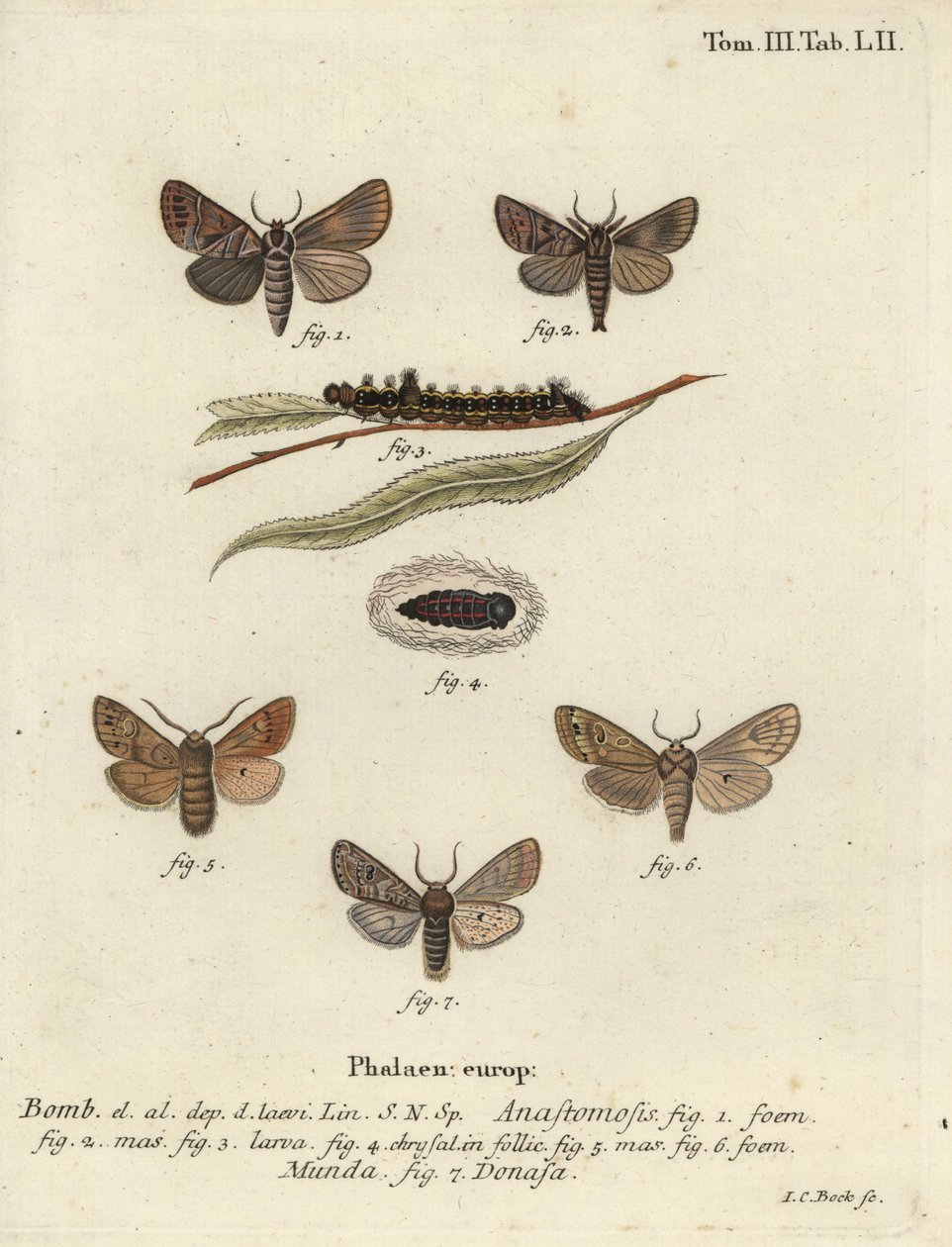 Clostera anastomozu ve Nudaria mundana. by Johann Carl Bock