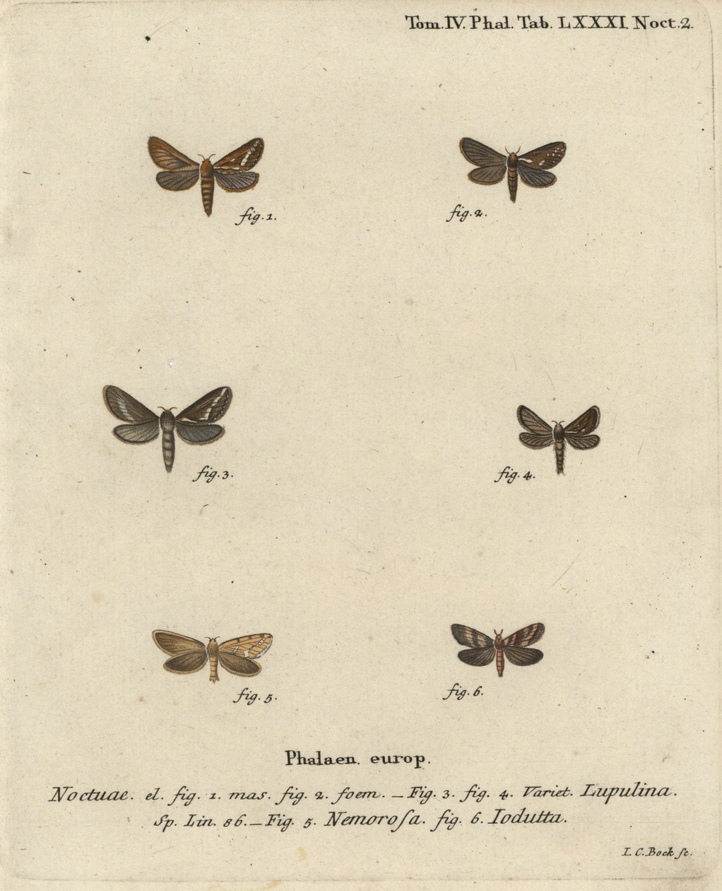 Ortak hızlı güve, Korscheltellus lupulina 1-4, altın hızlı, Phymatopus hecta 5 ve Pharmacis carna 6. Johann Carl Bock tarafından Eugenius Johann Christoph Esper