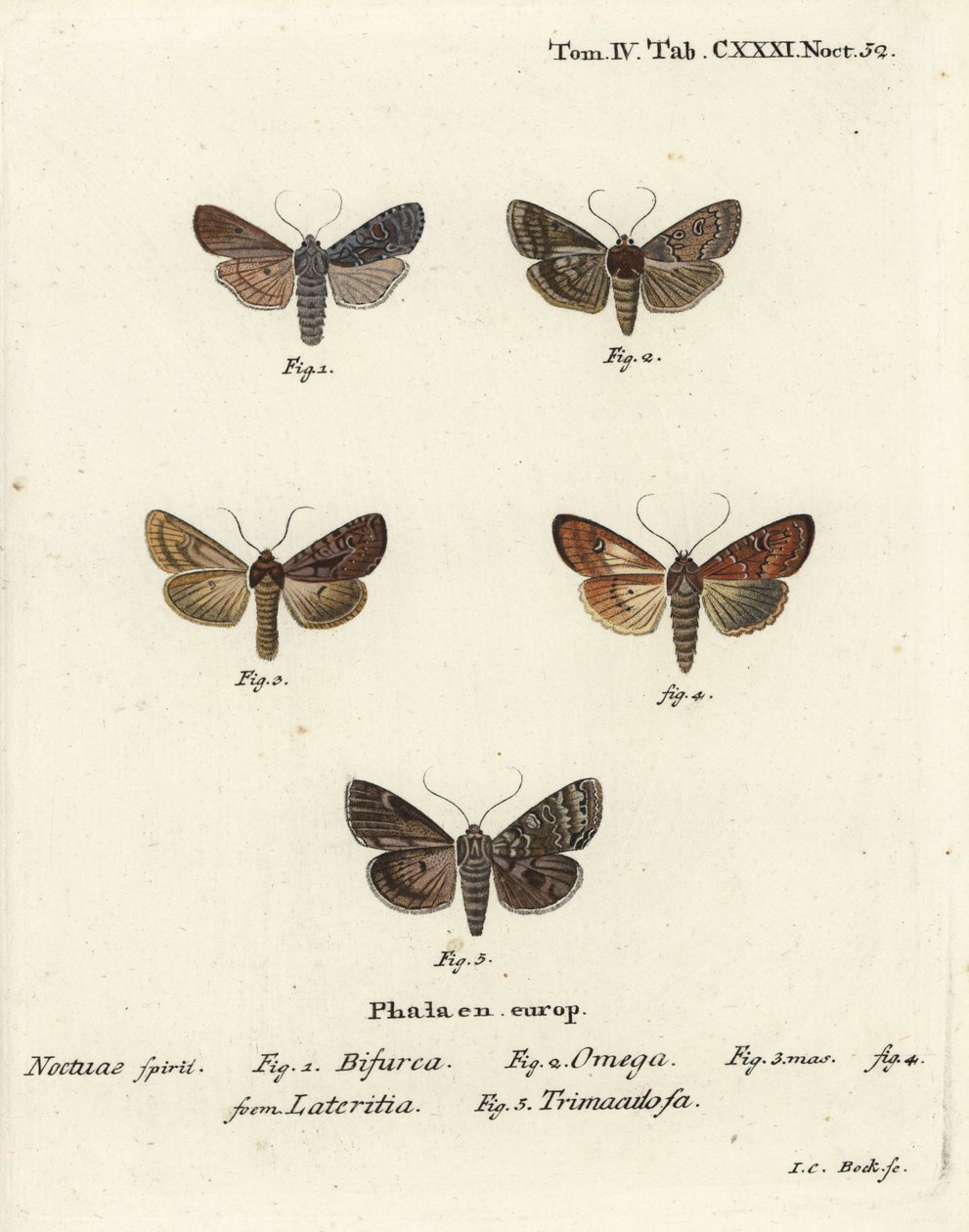 Conformist, Lithophane furcifera 1, çift ok, Graphiphora augur 2, kıt brindle, Apamea lateritia 3,4 ve gümüş kemerler, Polia hepatica 5. by Johann Carl Bock