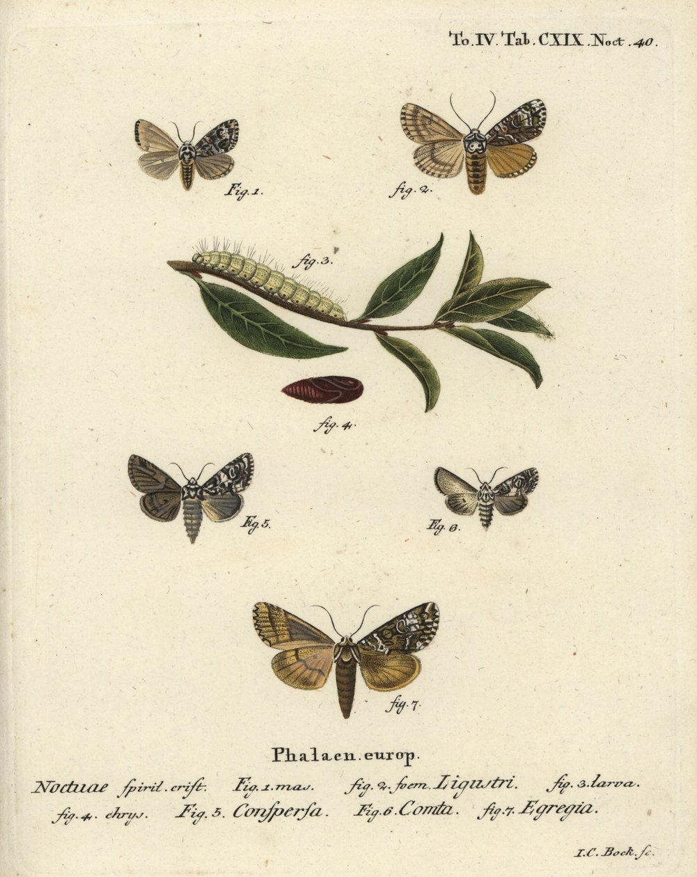 Taç güvesi, Craniophora ligustri 1-4, mermer taç, Hadena confusa 5, çeşitli taç, Hadena compta 6 ve yeşil kemerler, Anaplectoides prasina 7. Eugenius Johann Christoph Esper