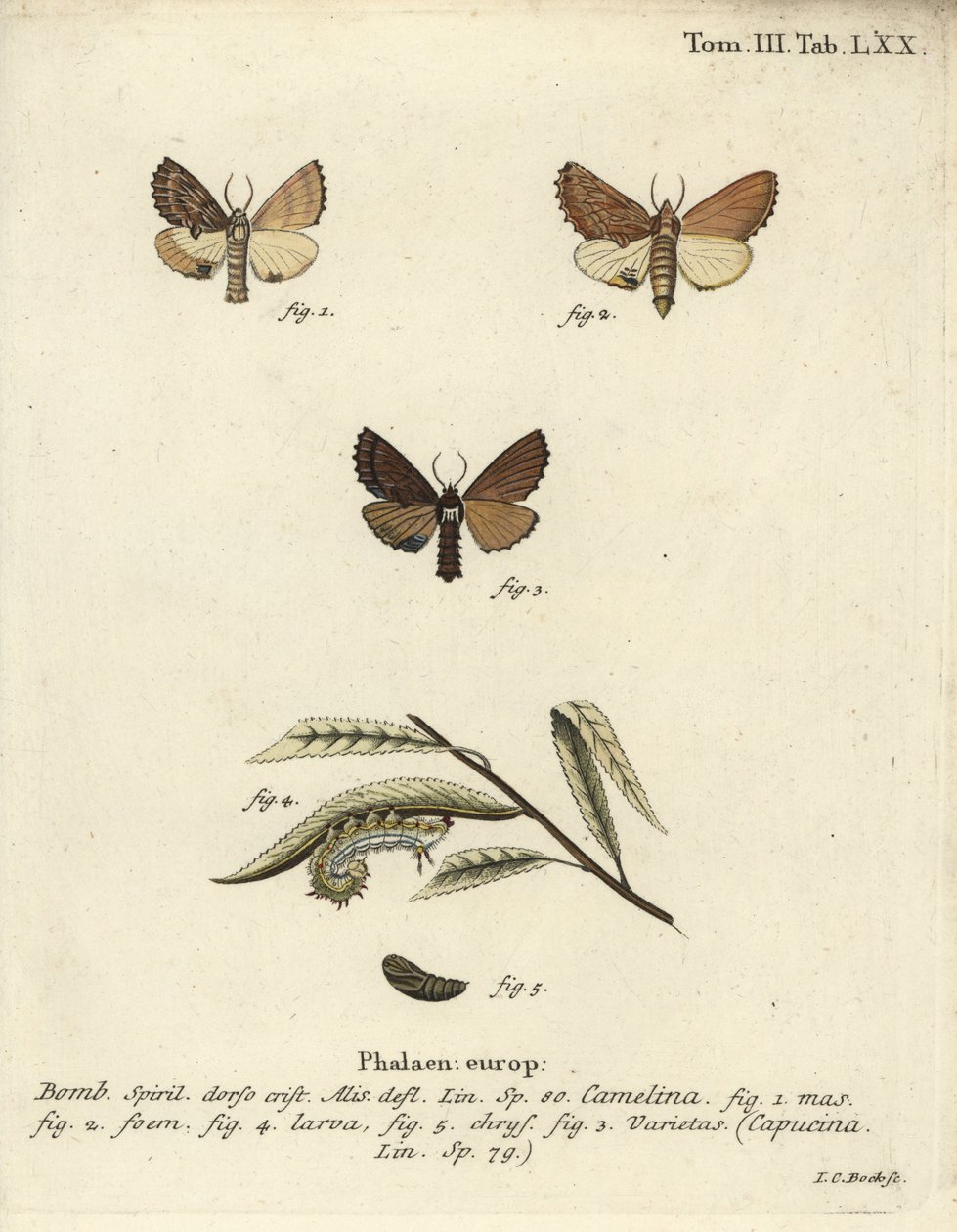 Coxcomb belirgin, Ptilodon capucinus. by Johann Carl Bock