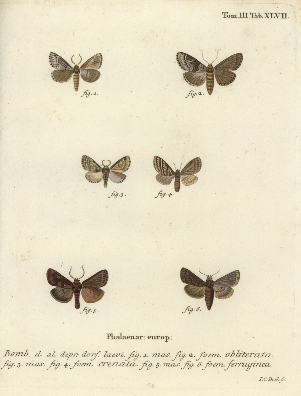 Pis kabuk, esmer mermer kahverengi ve kahverengi rustik. by Johann Carl Bock