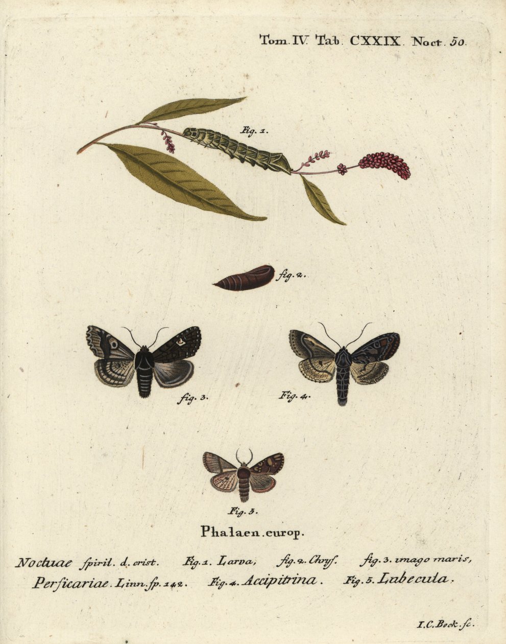 Dot, Melanchra persicariae 1-4, and Dryobota labecula 5. Handcoloured copperplate engraving by Johann Carl Bock after Eugenius Johann Christoph Esper’s Die Schmetterlinge in Abbildungen nach der Natur, Erlangen by Johann Carl Bock