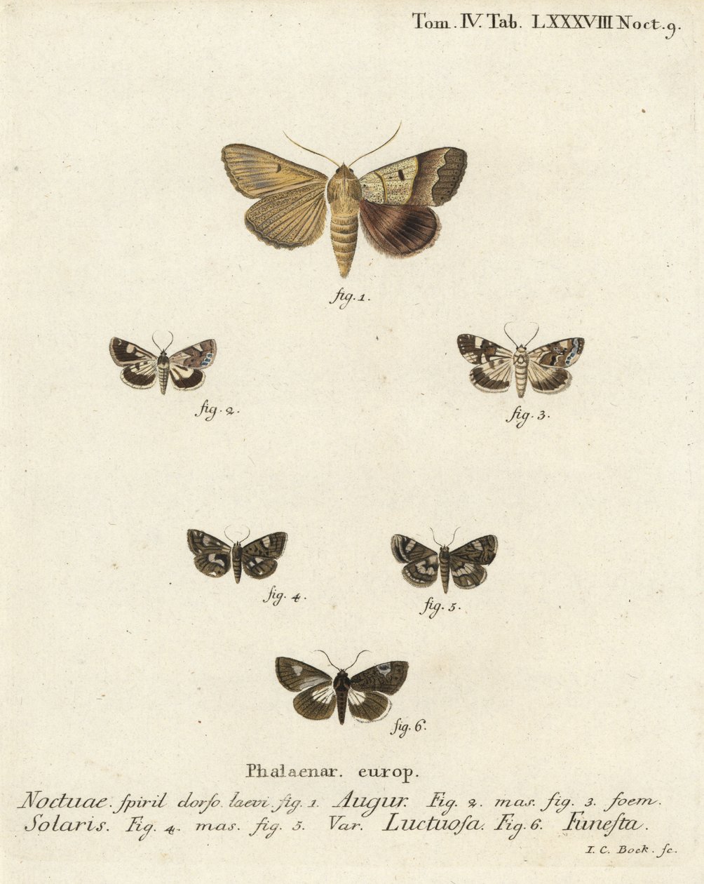 Çift ok veya kahin, Graphiphora augur 1, soluk omuz, Acontia lucida 2,3, dört benekli güve, Tyta luctuosa 4,5 ve büyücü güve, Aedia funesta 6. Eugenius Johann Christoph Esper