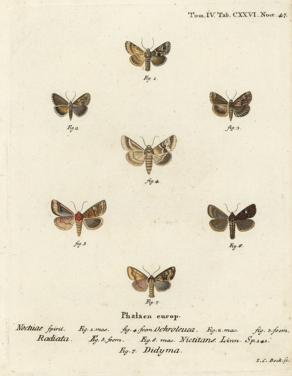 Gölgeli solgun, Eremobia ochroleuca 1,4, Cynaeda dentalis 2,3, kulak güvesi, Amphipoea oculea 5,6 ve ortak rustik, Mesapamea secalis 7. Eugenius Johann Christoph Esper