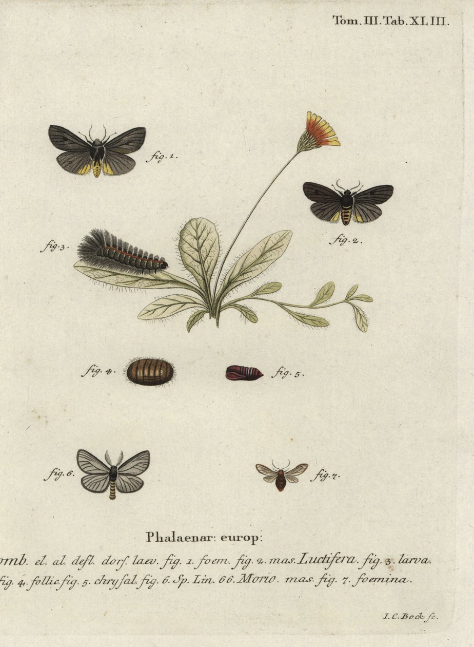 Epatolmis caesarea ve Penthophera morio güveleri. by Johann Carl Bock