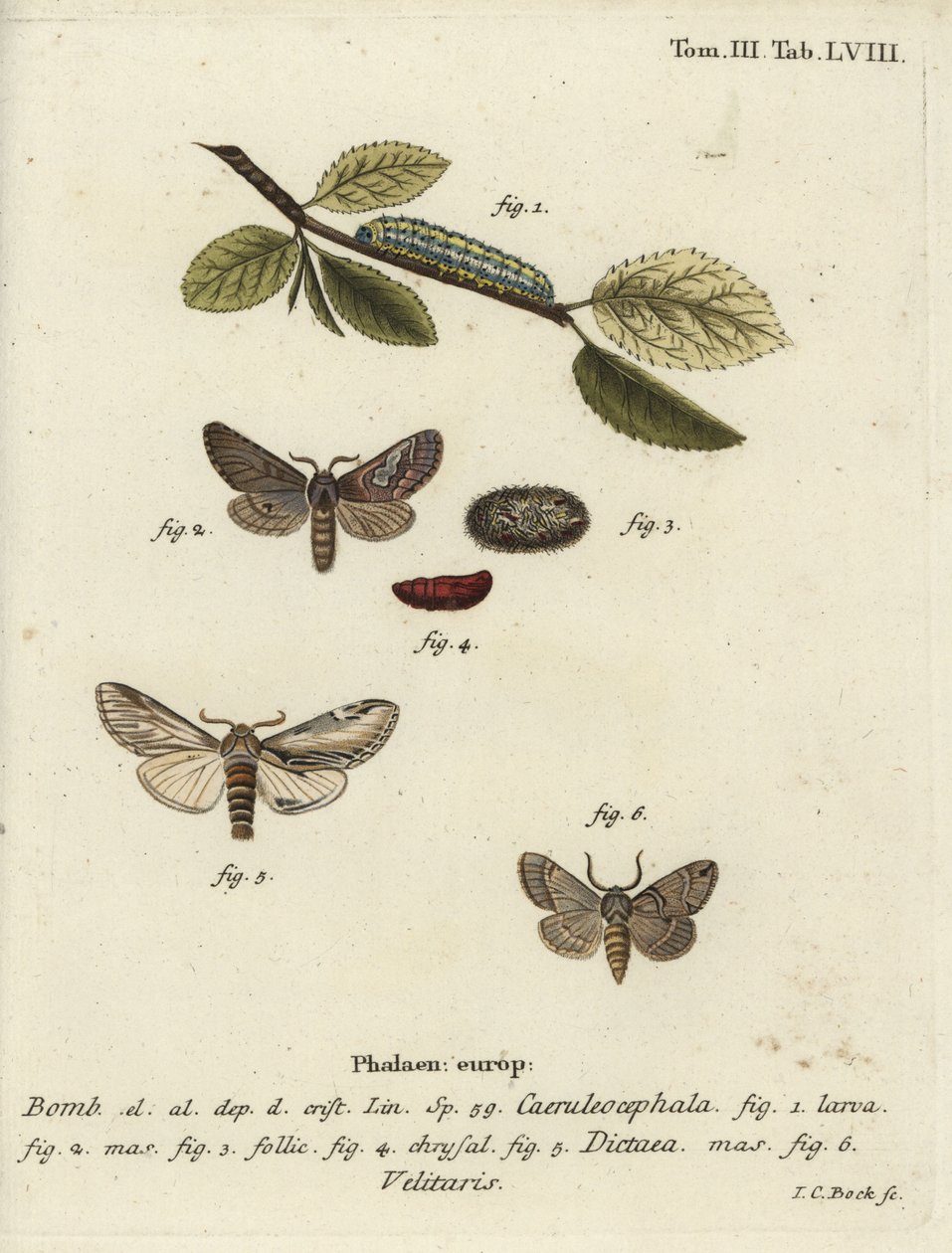 Sekiz figürlü, kırlangıç belirgin ve Drymonia velitaris güvesi. by Johann Carl Bock