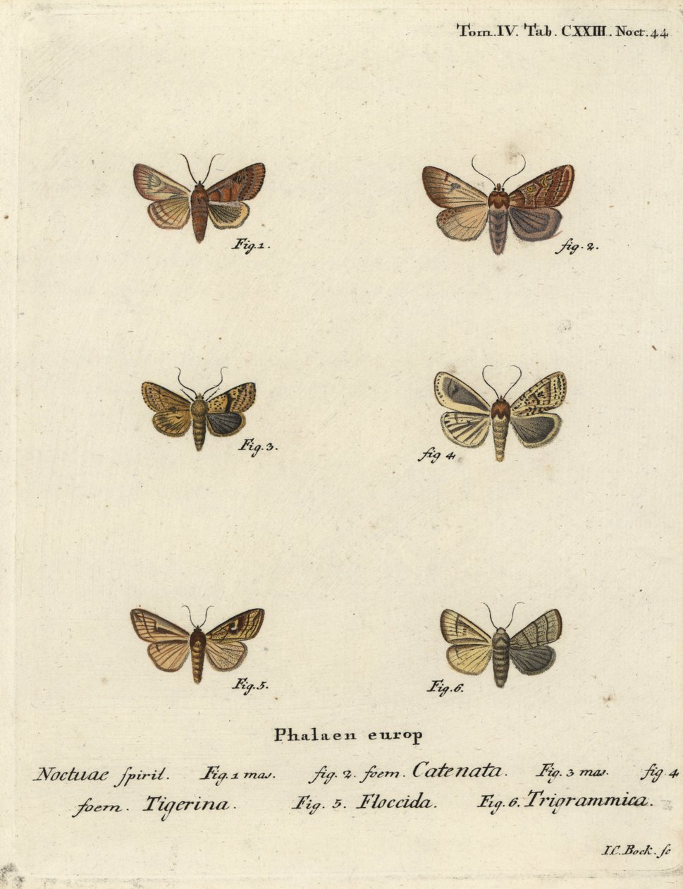 Volanlı kestane, Agrochola helvola 1,2, noktalı kestane, Conistra rubiginea 3,4, kahverengi çizgili parlak göz, Mythimna conigera 5 ve tiz çizgiler, Charanyca trigrammica 6. Johann Carl Bock tarafından Eugenius Johann Christoph