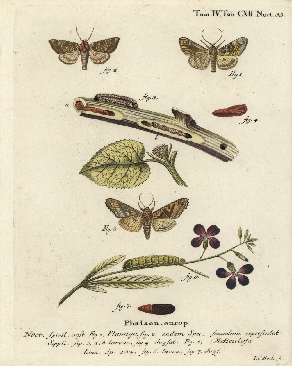 Buzlu portakal güvesi, Gortyna flavago 1,2 ve açı tonları, Phlogophora meticulosa 3-7. Johann Carl Bock tarafından Eugenius Johann Christoph Esper