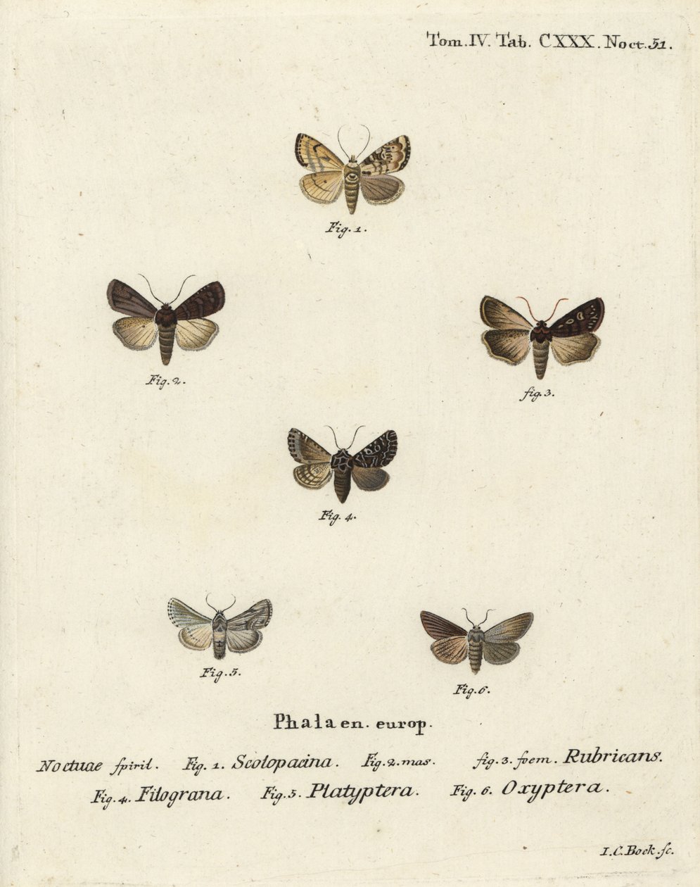 Bahçe dartı, Euxoa nigricans 1-3, Hadena filograna 4, antirrhinum brokar, Calophasia platyptera 5, Simyra nervosa 6. Johann Carl Bock tarafından Eugenius Johann Christoph Esper