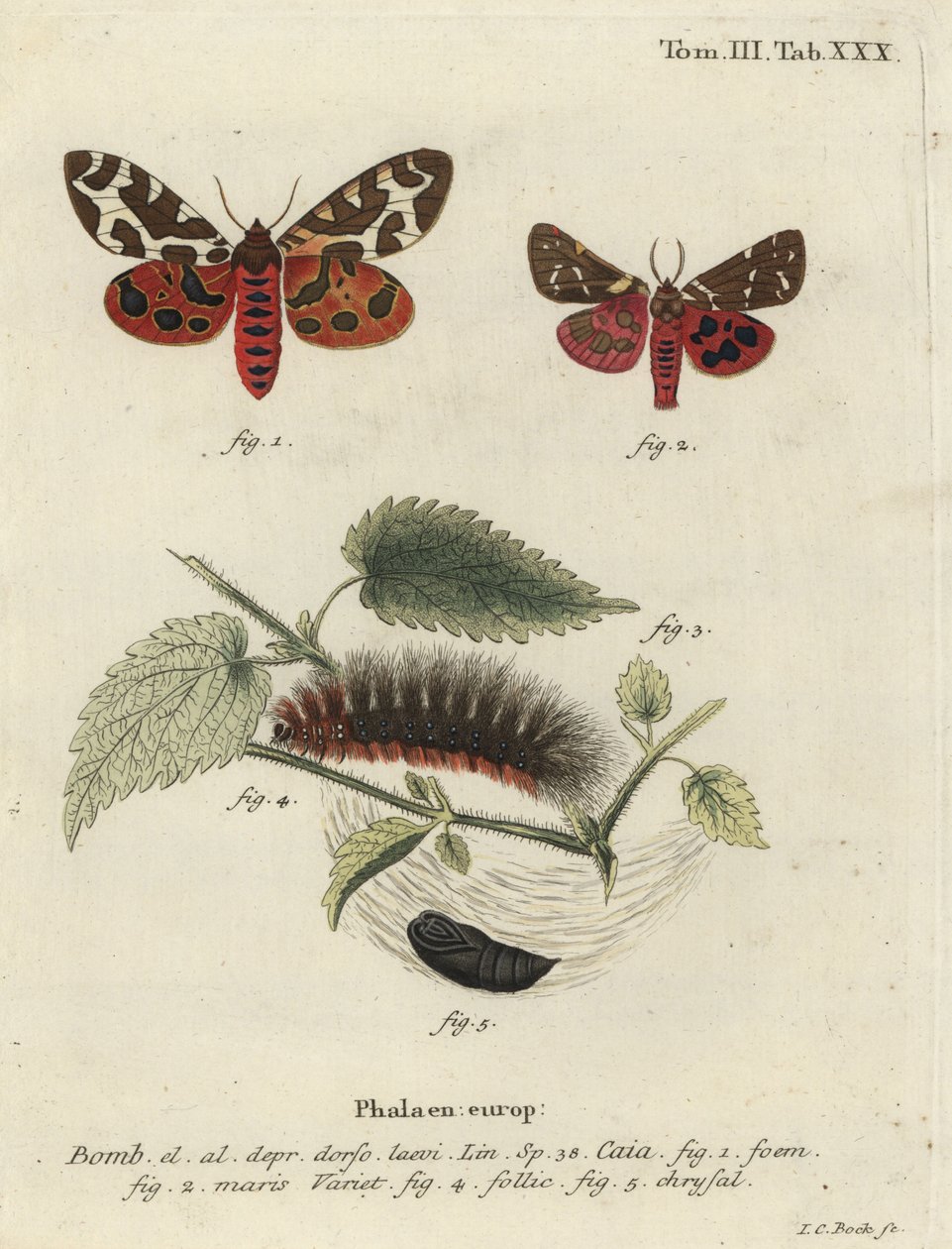 Bahçe kaplan güvesi veya büyük kaplan güvesi, Arctia caja. by Johann Carl Bock
