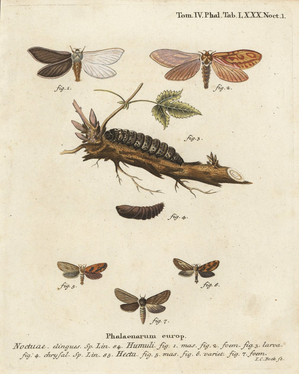 Hayalet güve, Hepialus humuli 1-4 ve altın hızlı, Phymatopus hecta 5-7. Johann Carl Bock tarafından Eugenius Johann Christoph Esper