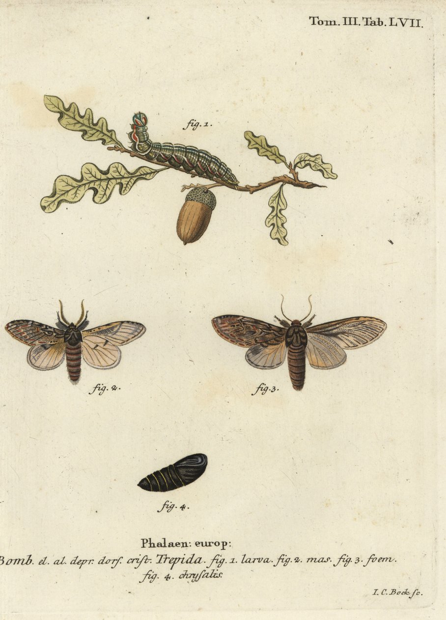 Büyük, belirgin, şüpheli Peridea. by Johann Carl Bock