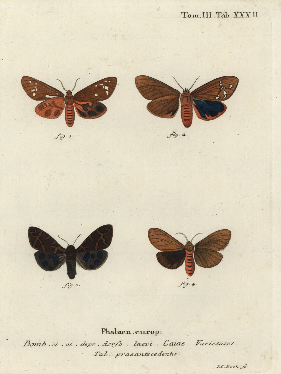 Büyük kaplan güvesi çeşitleri, Arctia caja. by Johann Carl Bock