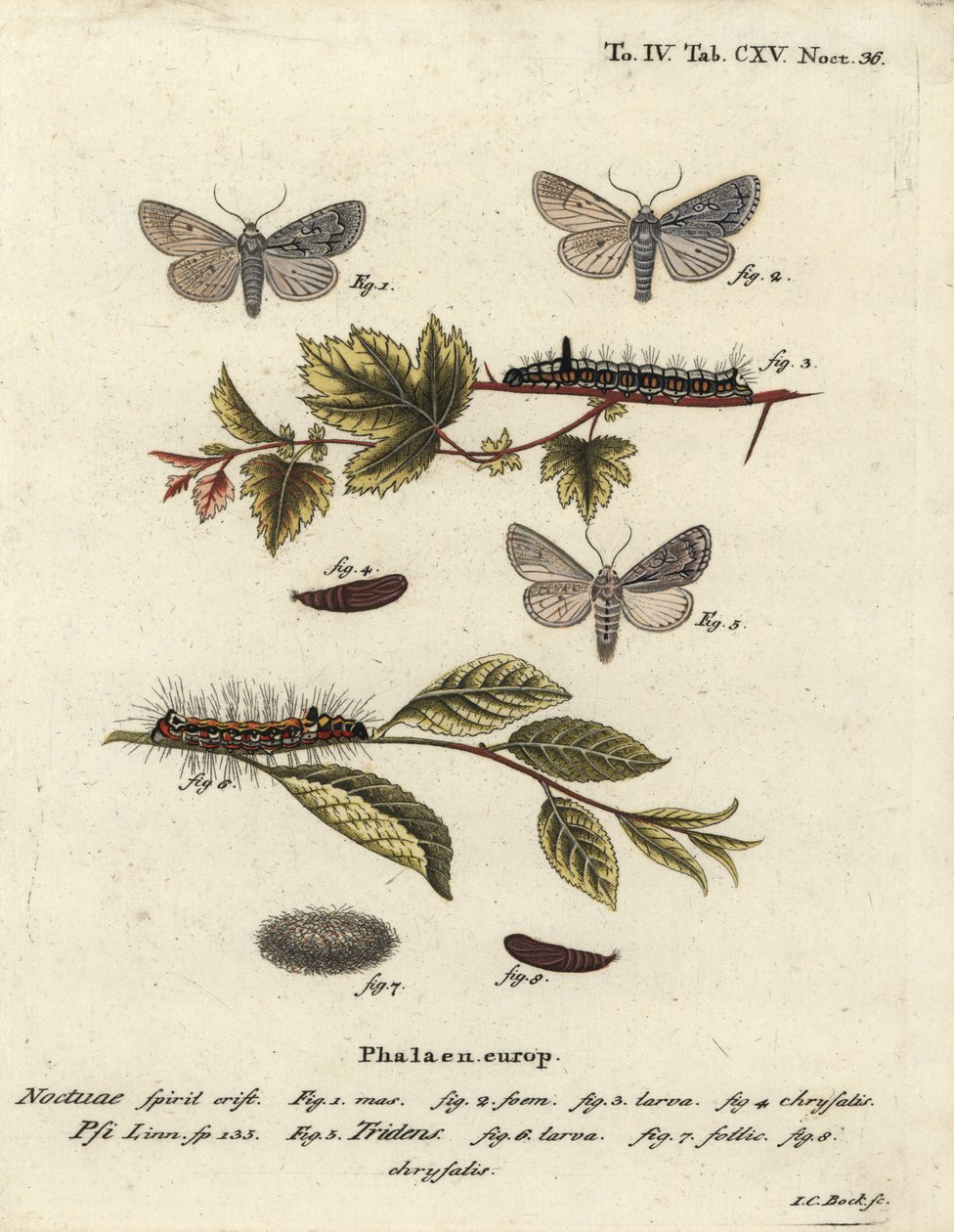 Gri hançer, Acronicta psi 1-4 ve kara hançer, Acronicta tridens 5-8. Johann Carl Bock tarafından Eugenius Johann Christoph Esper