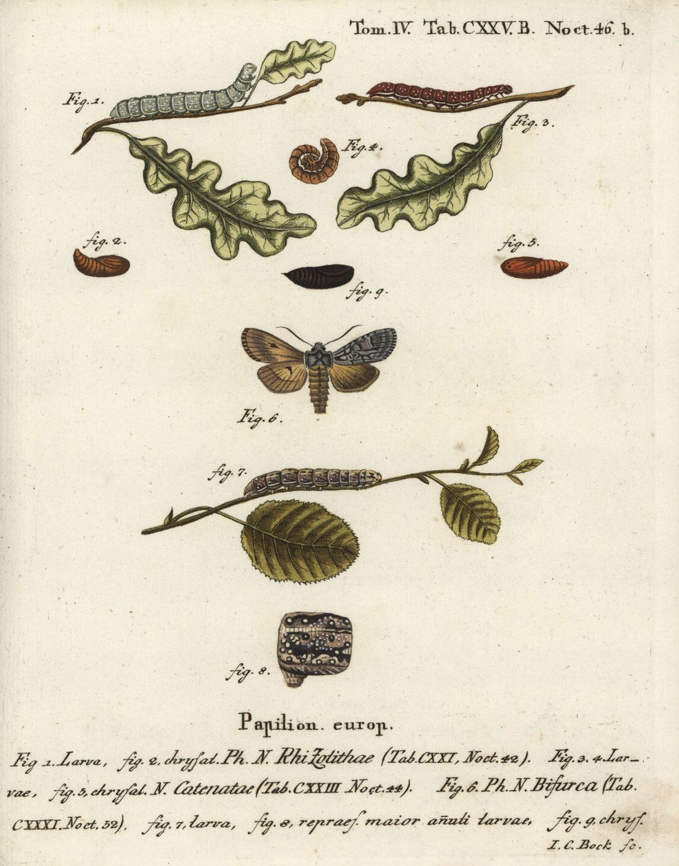 Gri omuz düğümü, Lithophane ornithopus 1,2, farbalalı kestane, Agrochola helvola 3-5, konformist, Lithophane furcifera 6-9. Eugenius Johann Christoph Esper