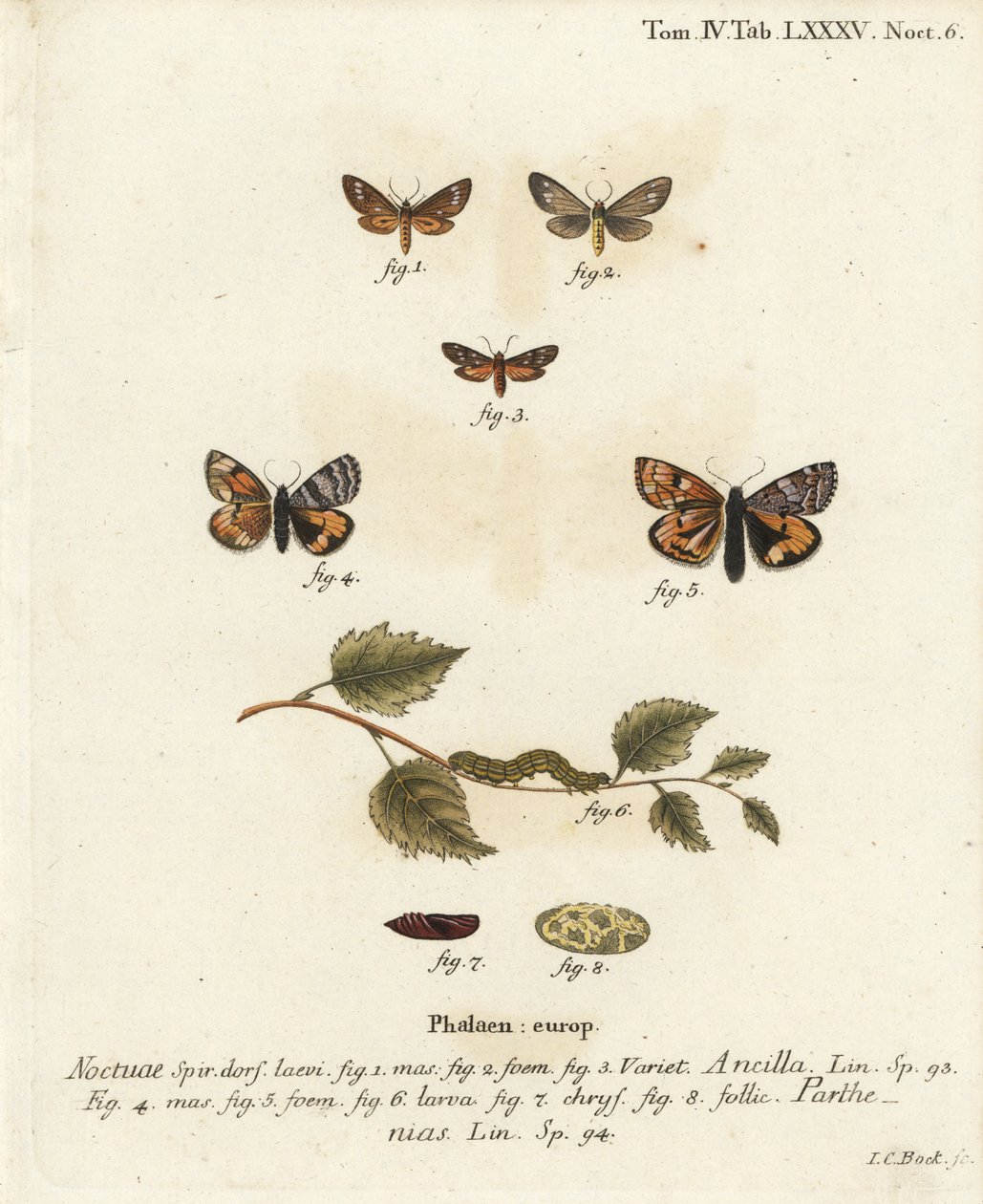 El hizmetçisi güvesi, Dysauxes ancilla 1-3 ve turuncu kanat altı, Archieris parthenias 4-8. Johann Carl Bock tarafından Eugenius Johann Christoph Esper