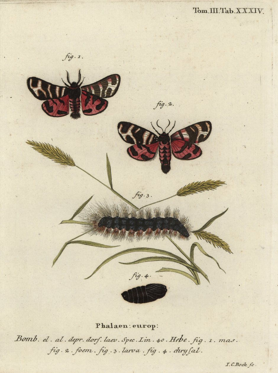 Hebe kaplan güvesi, Arctia festiva. by Johann Carl Bock