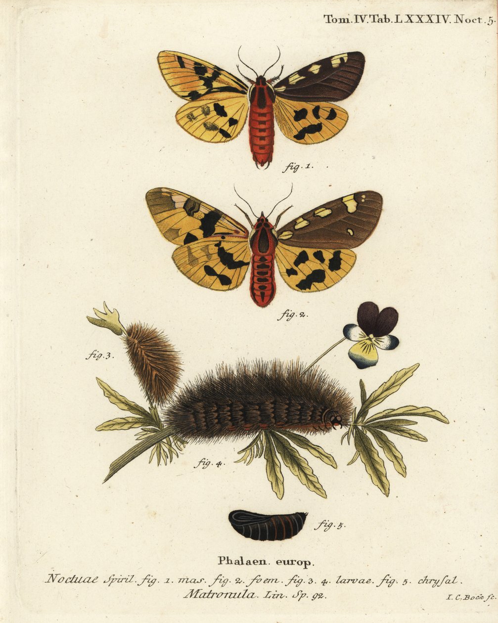 Büyük kaplan güvesi, erkek ve dişi, Pericallia matronula. Johann Carl Bock tarafından Eugenius Johann Christoph Esper