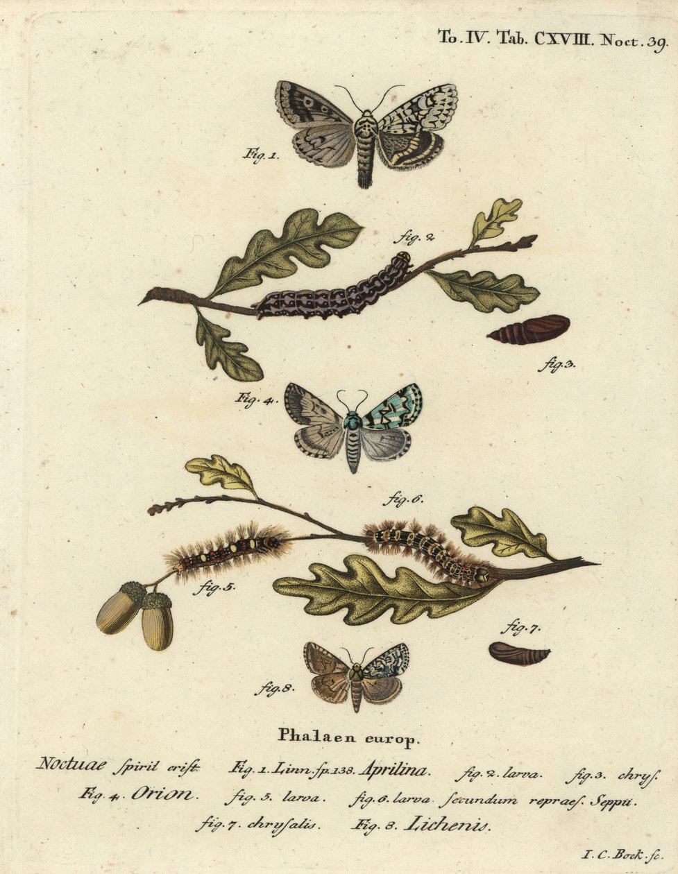 Merveille du jour, Dichonia aprilina 1-4, kıt merveille du jour, Moma alpium 5-7 ve mermer yeşili, Cryphia muralis 8. Abbildungen nach