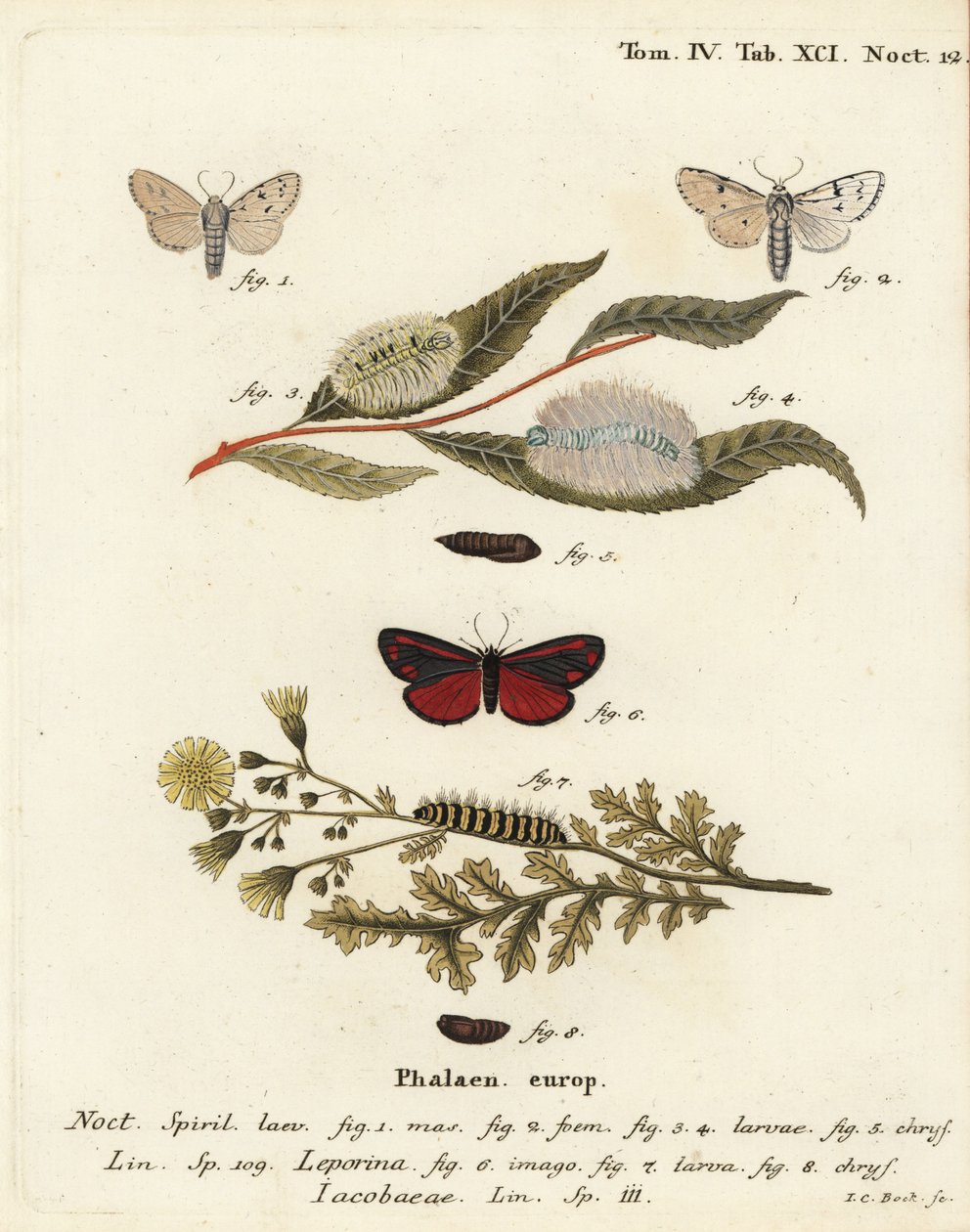 Miller güvesi, Acronicta leporina 1-5 ve zinober güvesi, Tyria jacobaeae 6-8. Johann Carl Bock tarafından Eugenius Johann Christoph Esper