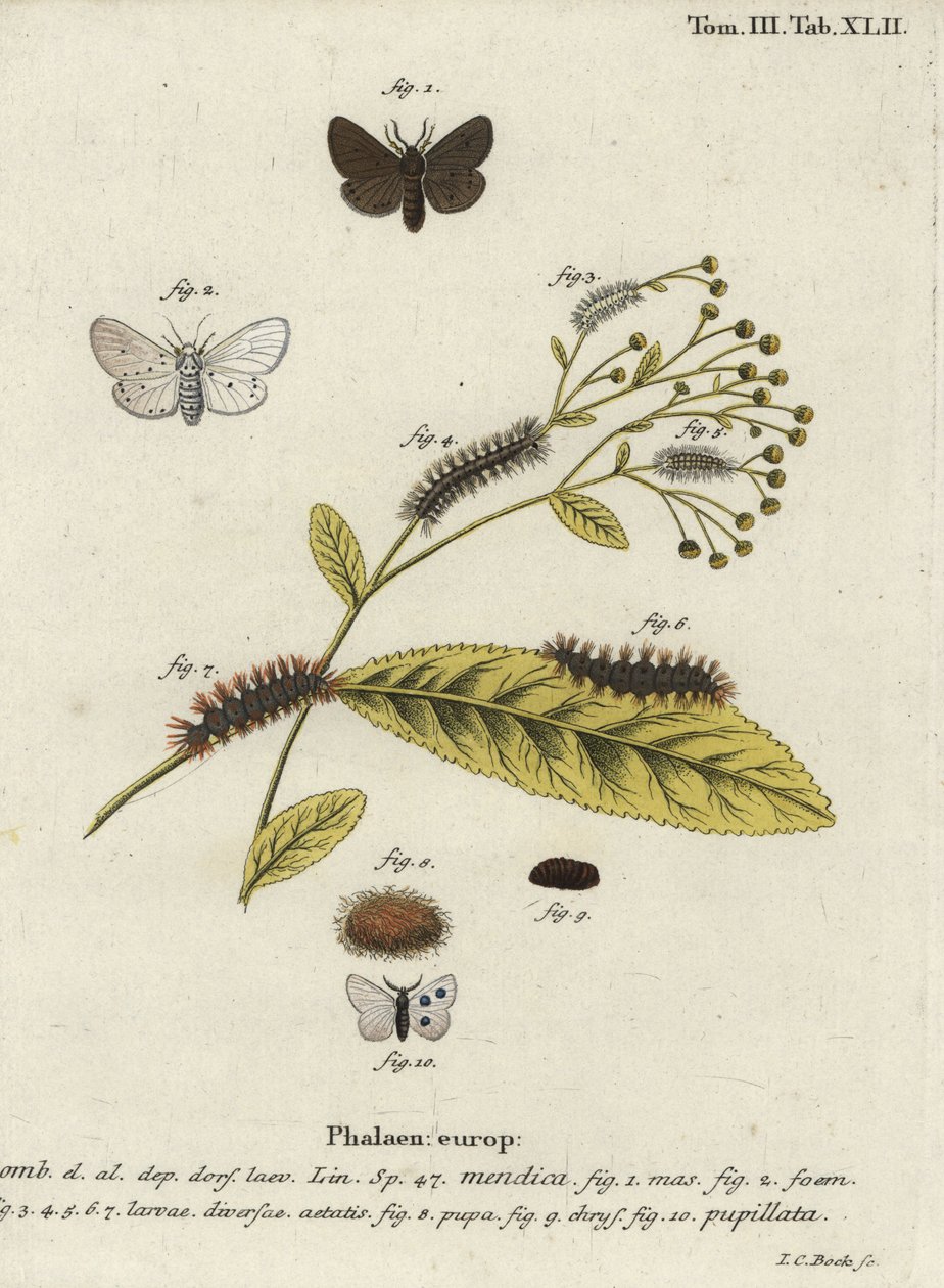 Müslin güvesi, Diaphora mendica. by Johann Carl Bock