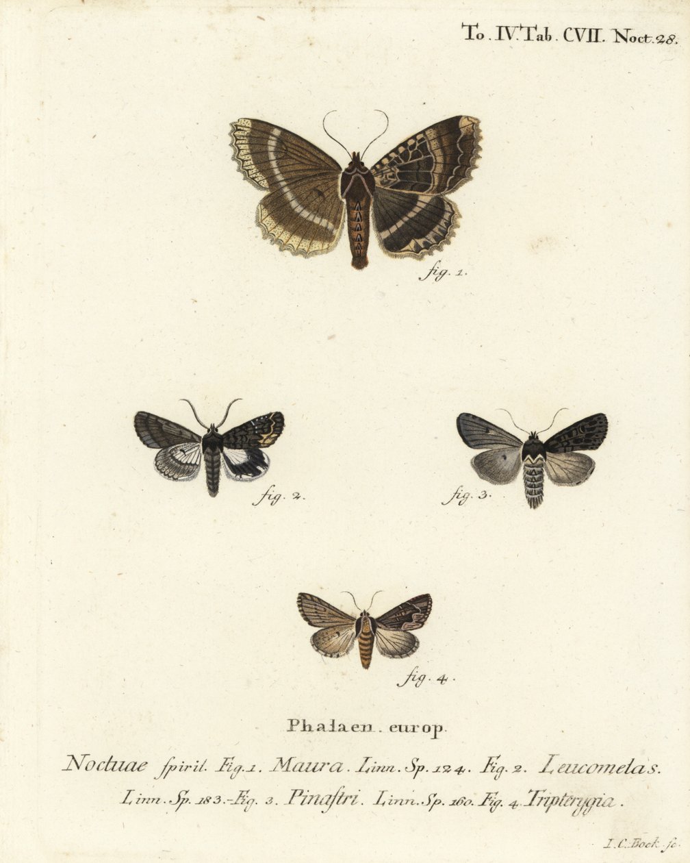 Yaşlı kadın veya siyah kanat altı, Mormo maura 1, doğu simyacısı, Aedia leucomelas 2 ve Dypterygia scabriuscula 3,4. Johann Carl Bock tarafından Eugenius Johann Christoph Esper
