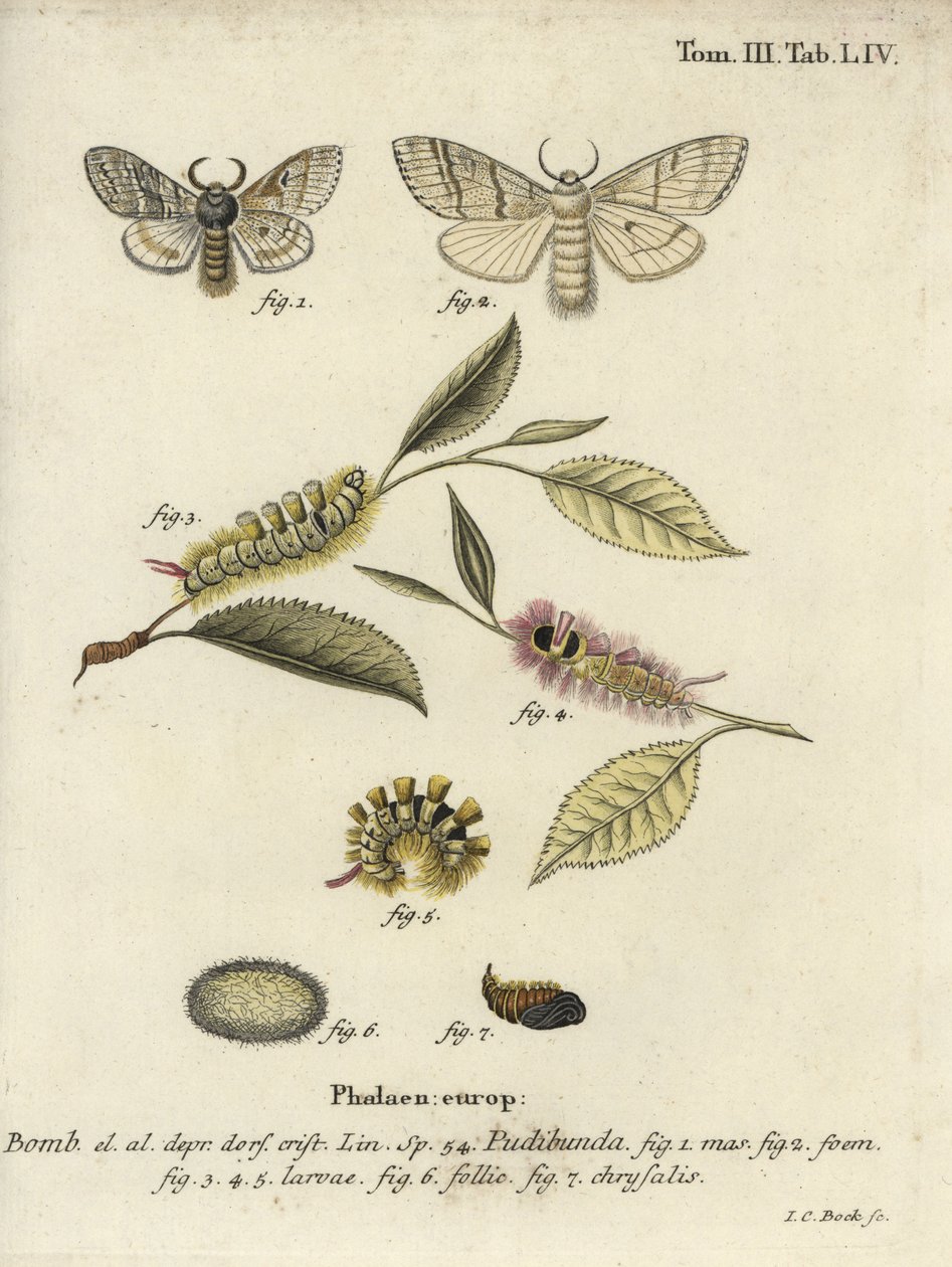 Soluk tussock, Calliteara pudibunda. by Johann Carl Bock
