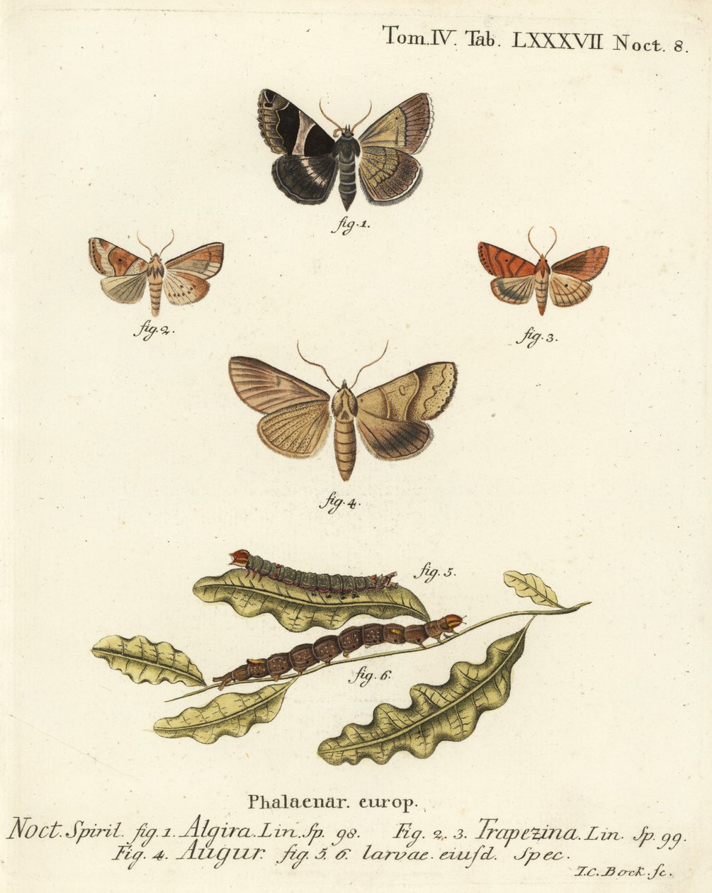 Yolcu güvesi, Dysgonia algira 1, dun-bar, Cosmia trapezina 2-3, çift ok veya kahin, Graphiphora augur 4, larva 5-6. Eugenius Johann Christoph Esper