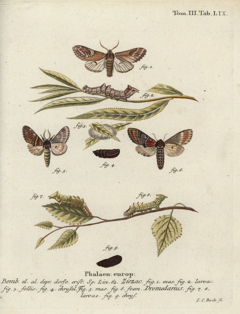 Çakıl belirgin ve demir belirgin. by Johann Carl Bock