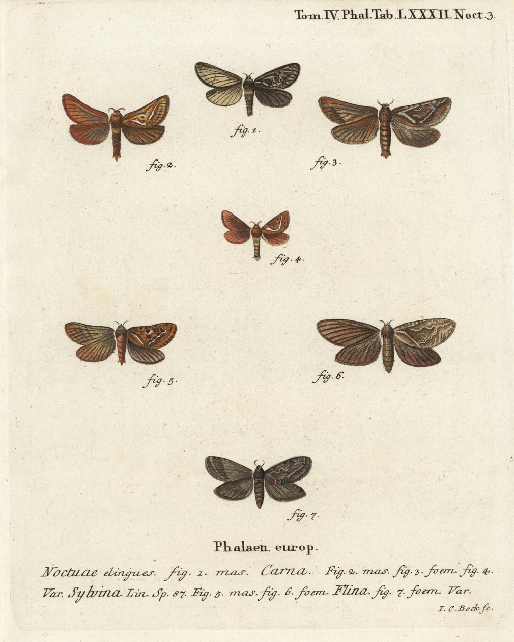 Pharmacis carna 2-4, orange swift, Triodia sylvina 5,6 ve gold swift, Phymatopus hecta 7. Johann Carl Bock tarafından Eugenius Johann Christoph Esper