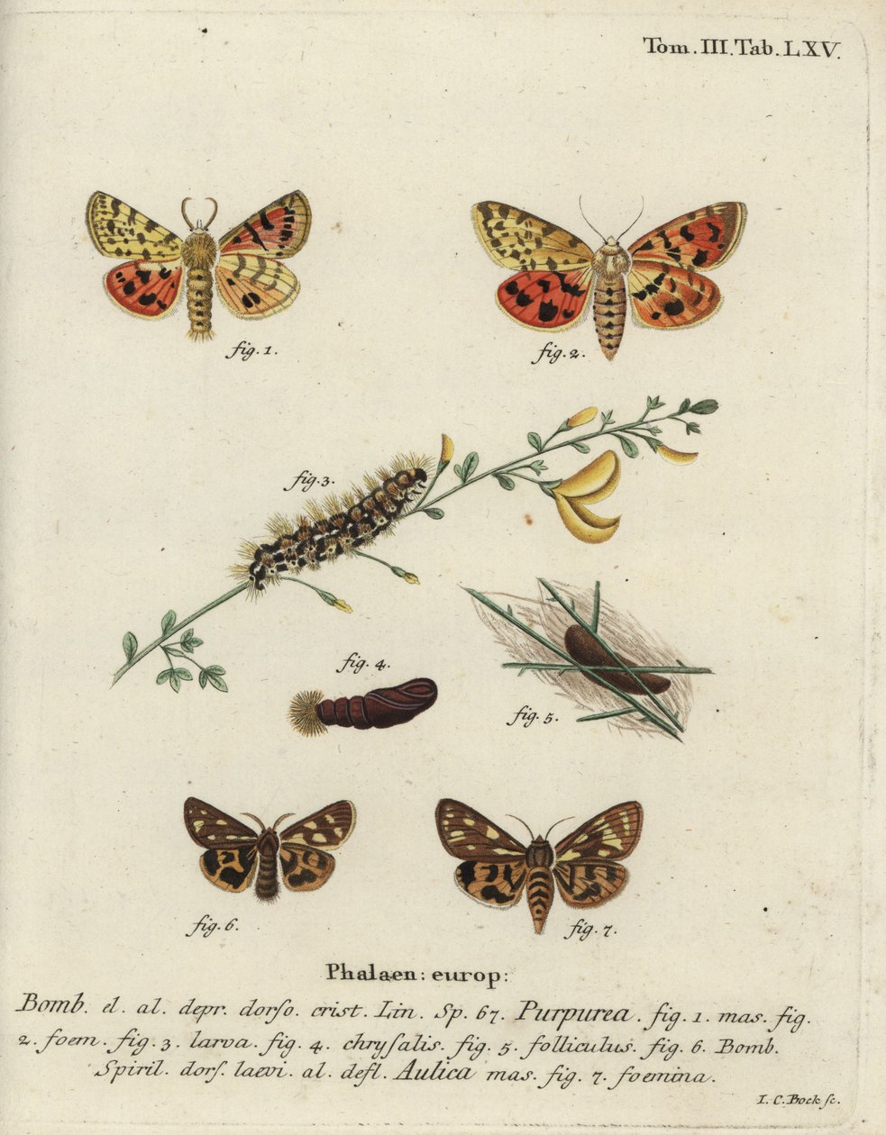 Mor kaplan ve kahverengi kaplan güvesi. by Johann Carl Bock