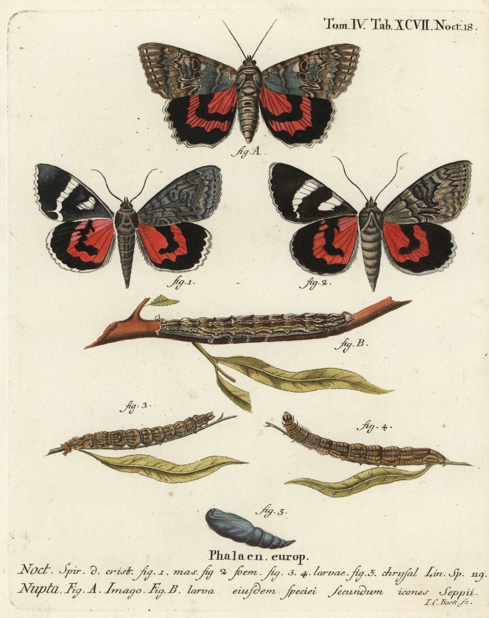 Kırmızı kanatlı güve, Catocala nupta. Johann Carl Bock tarafından Eugenius Johann Christoph Esper