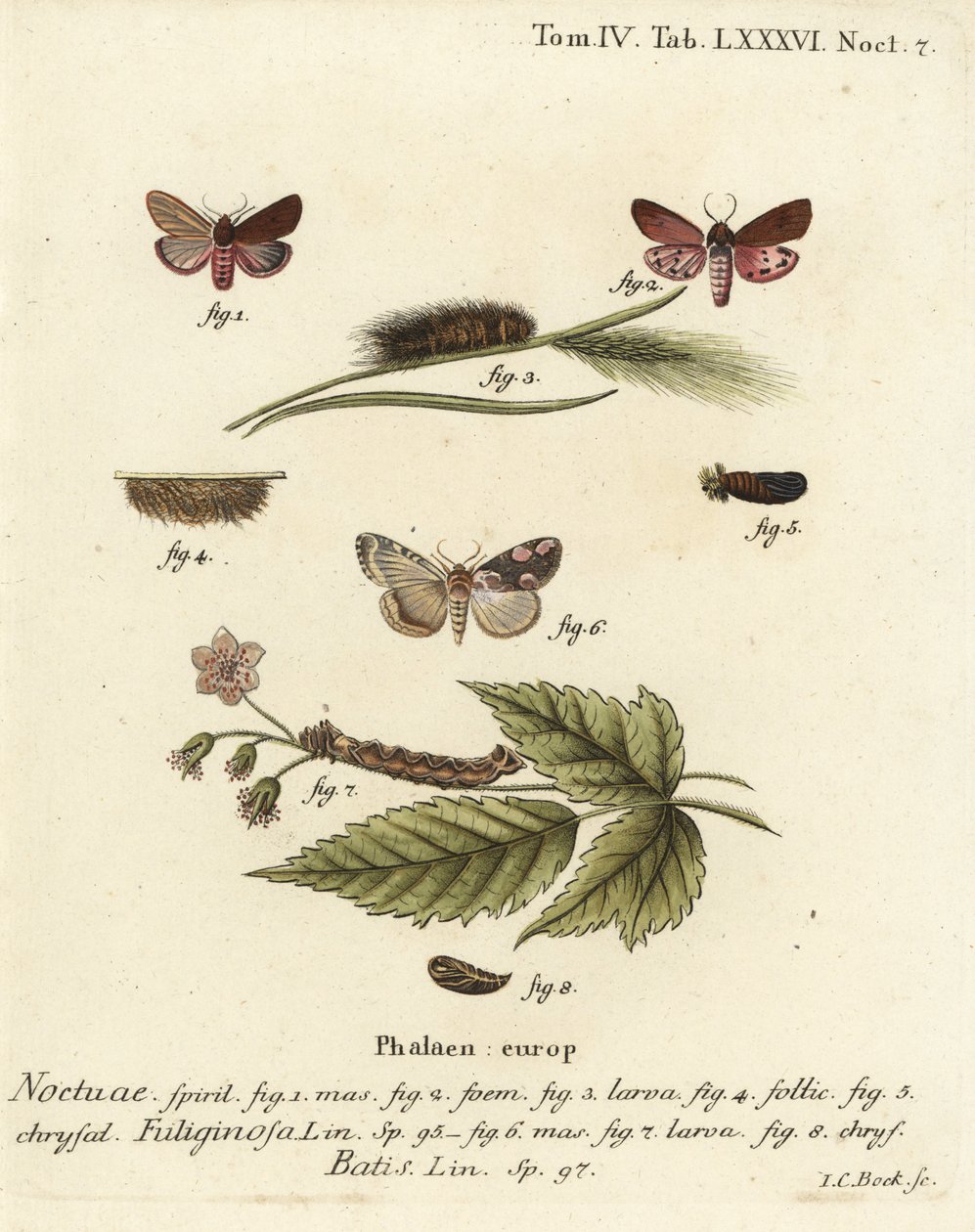 Yakut kaplan güvesi, Phragmatobia fuliginosa 1-5 ve şeftali çiçeği güvesi, Thyatira batis 6-8. Johann Carl Bock tarafından Eugenius Johann Christoph Esper
